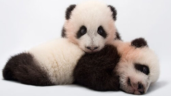 Photo Ark. Courtesy of Annenberg Space for Photography