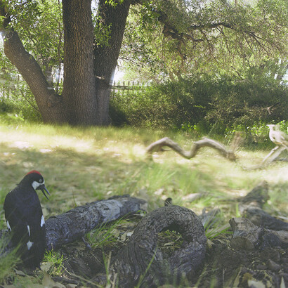 Jean-Luc Mylayne. Courtesy of Aargauer Kunsthaus