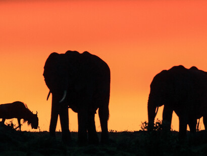 Elephant and Wildebeest (Zimbabwe) 