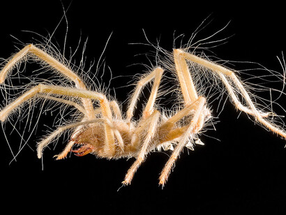 Spiders and Myriapods. Courtesy of Museum für Naturkunde