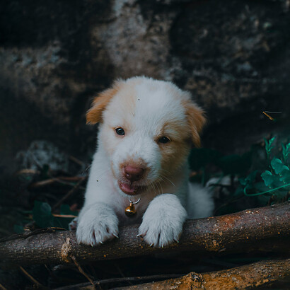 Más del 60% de las enfermedades infecciosas humanas tienen origen animal, lo que convierte a las zoonosis en una amenaza persistente y creciente