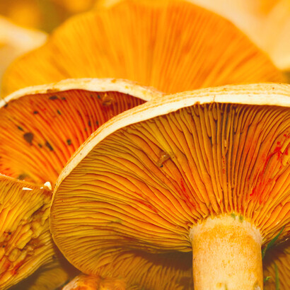 Fungi: nature and its construction is a dialectical process