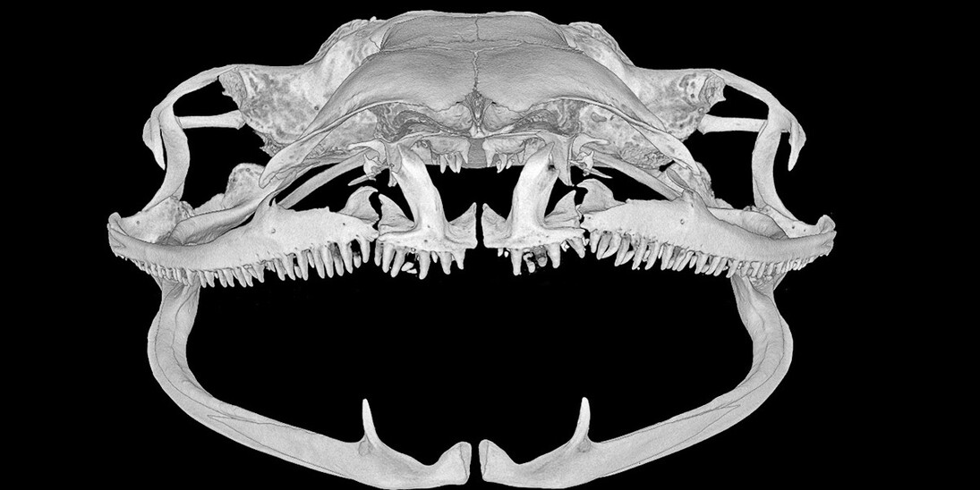 Reptiles and Amphibians. Courtesy of Museum für Naturkunde