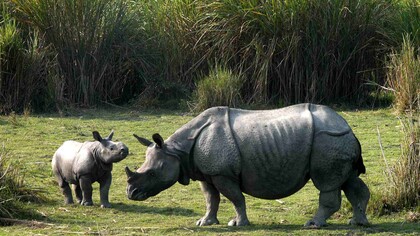 Adult Rhino with its cub grazing in Kaziranga National Park