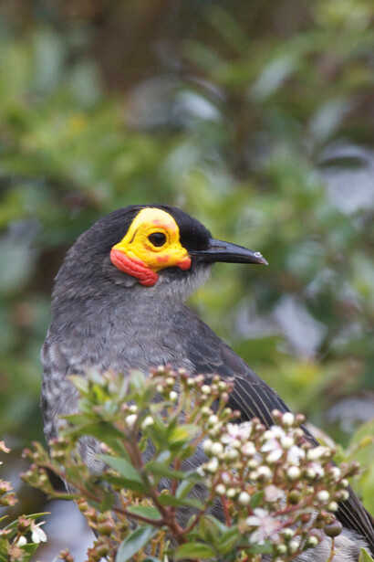 Common Smoky Honeyeater © Phil Gregory