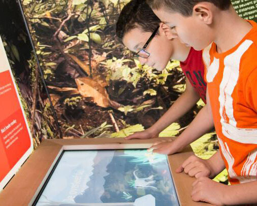 Monkeys. Courtesy of Royal Belgian Institute of Natural Sciences