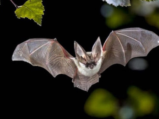 La vista del pipistrello riempie l'uomo di raccapriccio