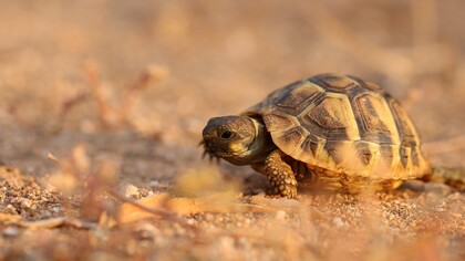 La gara podistica tra Achille e la tartaruga ha tolto il sonno a molti filosofi, a cominciare da Aristotele, poi San Tommaso d’Aquino, Cartesio, Hobbes, Leibniz, Mill, Cantor, Russell, tanto per citarne qualcuno. Le risposte sono state davvero tantissime. Per le equazioni della meccanica classica il tempo può scorrere sia avanti che indietro. Per la relatività il tempo è solo un’altra dimensione che si aggiunge alle tre dello spazio. Per la termodinamica il tempo si muove sempre in una direzione che è quello della crescita dell’entropia dell’universo. E tanto altro ancora