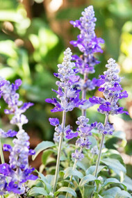A sun-kissed salvia plant stands proudly, its leaves reflecting the morning light, a solitary figure in a garden filled with forgotten stories