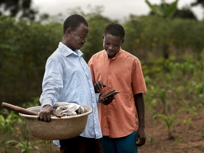 Pai e filho trabalham em sua lavoura. Mais de 80% da produção é realizada em regime de sequeiro, ou seja, sem irrigação controlada. Somente 3% das áreas cultivadas contam com algum sistema de irrigação (Liberman, 1998). Isso torna a produção altamente vulnerável às mudanças climáticas e variações sazonais de chuva