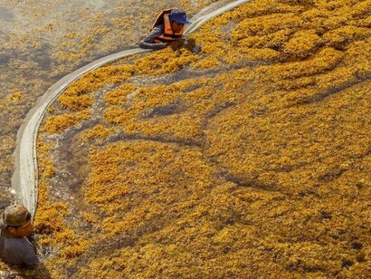 El ocre del sargazo