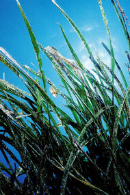 Alghe dell'Isola d'Elba