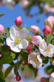 Melo da fiore, per gli inglesi crab-apple