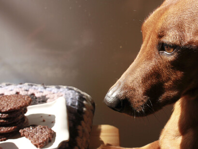 Un perro contempla unos dulces sobre la mesa