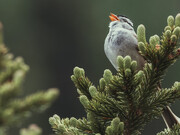 Gray and white bird on green tree