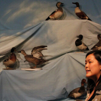 Birds of New Brunswick. Courtesy of New Brunswick Museum