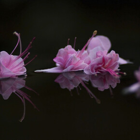 When The Blackbird Sings. Courtesy of Arusha Gallery