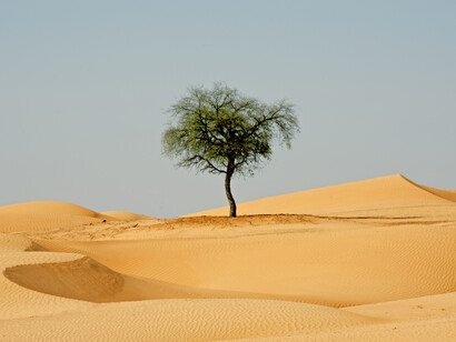 Prime propaggini del deserto del Rub Al Khali. Foto di Andrea Baschieri