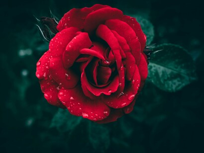 A solitary rose glistens with the weight of raindrops, mirroring the quiet sorrow and beauty from loss and desire