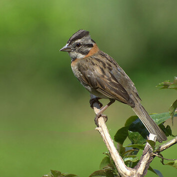 El gorrión de collar rufo modifica características como su masa corporal y la longitud de su pico en respuesta a las condiciones ambientales de los Andes
