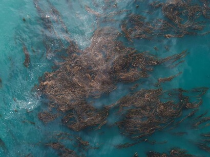 The biosphere is the totality of life on earth