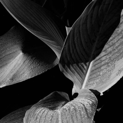 Frederick Edwin Bertin. Plantes Atlantiques series 