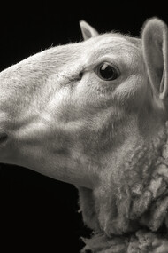 Le photographe voulait être sûr de toujours placer la caméra à leurs yeux