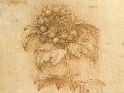 Leonardo Da Vinci, disegno di mirtillo palustre