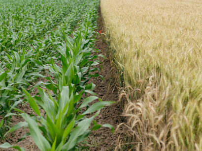 Wheat and corn are two staples of the food supply of many nations