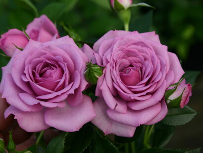 Profumatissime rose