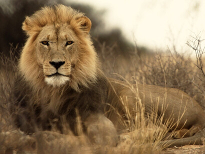 León («Panthera leo»), un mamífero carnívoro de la familia de los félidos