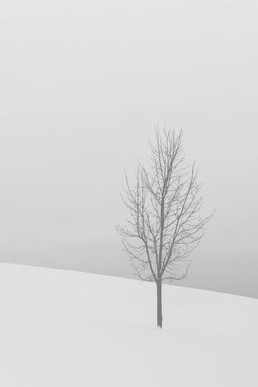 A lifeless tree, just as an alienated human being