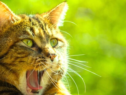 Hasta los gatos bostezan en España