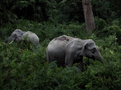 Elephants in tea estate, Assam, India