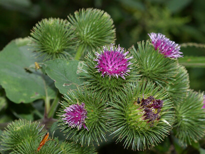 Bardana (Arctium lappa)