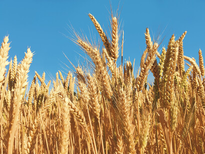 Wheat: A major supplier, Ukrainian farmers are unable to harvest this year’s spring crop