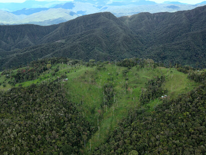 A pesar de la alta densidad poblacional, el Alto Mayo peruano sigue siendo un santuario de vida silvestre, lo que subraya la importancia de su protección