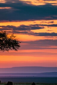 Wildebeest under the backdrop of a sunset 