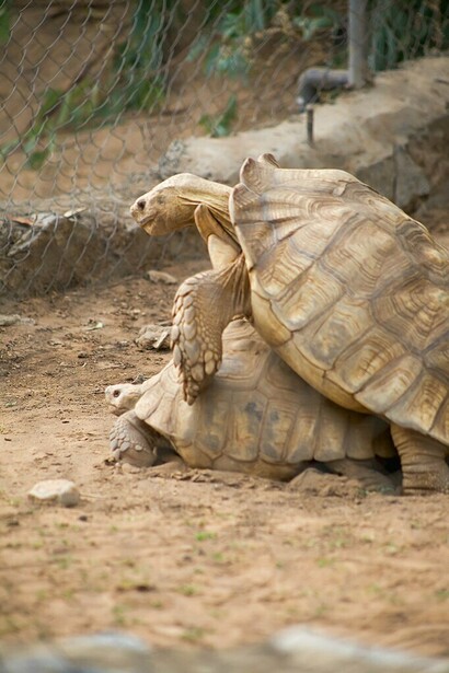 Durante toda su vida tanto el varón como la hembra están bajo el influjo de las hormonas.