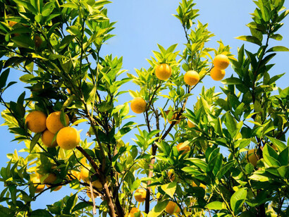 Frutto di bergamotto