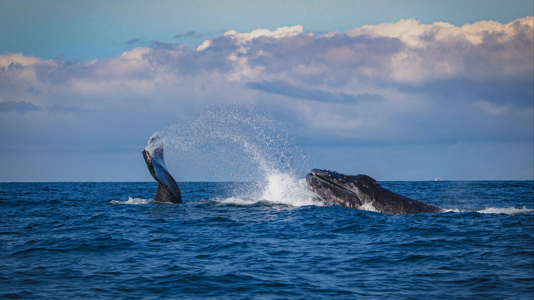 Rorcual común, una especie que puede verse en los principales océanos, desde las aguas polares a las tropicales, y en aguas litorales y oceánicas