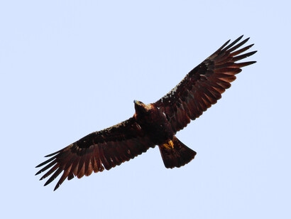 Águila imperial
