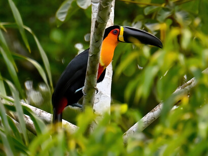 Channel-billed toucan, Belem (Brazil)  Ashish Kothari