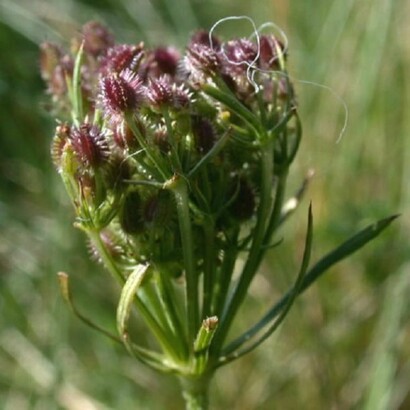Daucus Carota, popularmente conocida como zanahoria