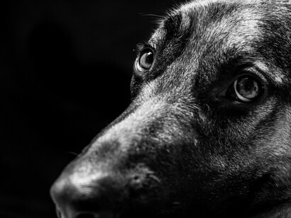 In molti casi l’animale riempie un vuoto affettivo che l’evoluzione del mondo e della società ha determinato 