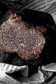 Trufa negra de Aragón