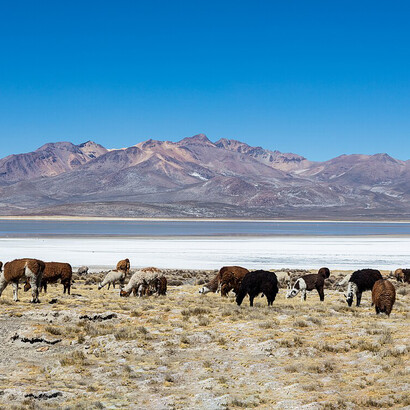 La diversidad de paisajes de Arequipa convierte a la región en un laboratorio natural para estudiar la biodiversidad andina. Reserva Nacional Salinas, Arequipa, Perú