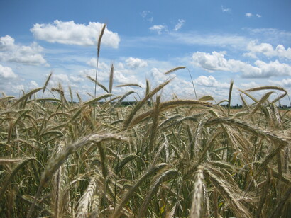 Campo di segale alla raccolta