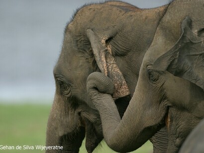 Elephant (c) Gehan de Silva Wijeyeratne (Minneriya 2005 08 02)CRW_3978
