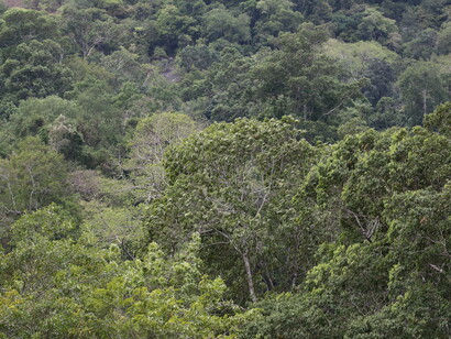 Intermediate forest in Moneragala en route from the East Coast to Yala © Gehan de Silva Wijeyeratne